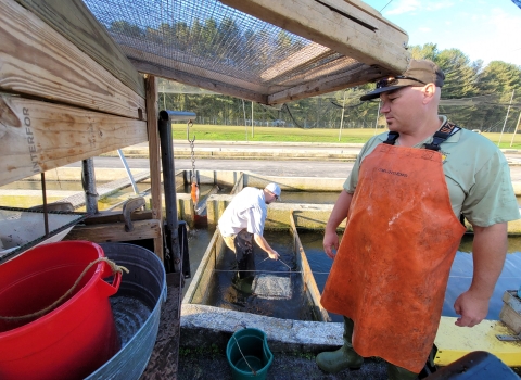 Jerry Short loading fish from a hatchery raceway