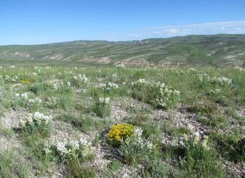 white flowers and sagebrush across rolling green hills with blue sky