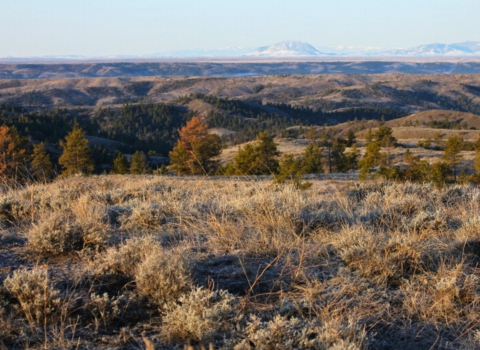 sagebrush and grasses in foreground of rolling hills with trees and mountains in background with soft blue sky