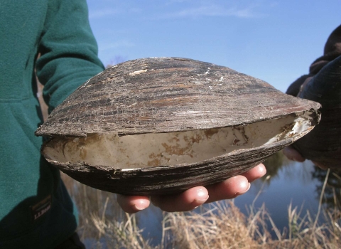 A person holds the shell of the invasive silty pond mussel in New Jersey