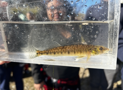 Image of student looking at a logperch in a clear fish viewer.