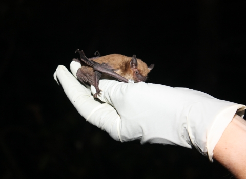 A bat rests on a gloved hand.