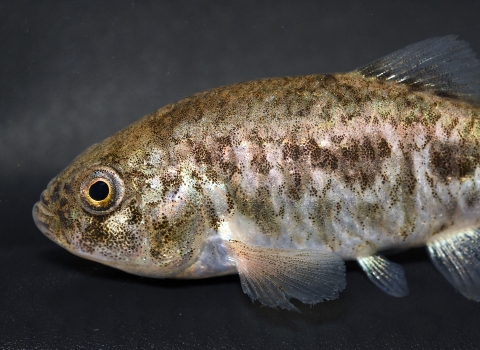 Shiny tan and yellow fish with pink and blue coloration