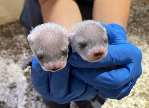 Two small black-footed ferret kits being held by staff 