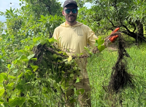 Matt shows the Mikania, invasive vine at the Guam National Wildlife Refuge