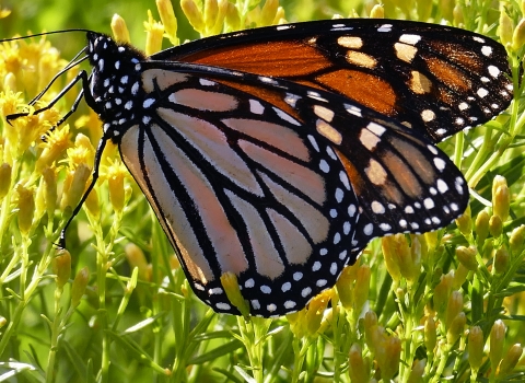Golden Feast: A monarch indulges in the nectar of goldenrod.