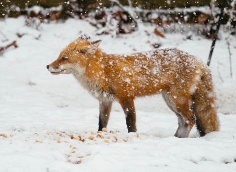 Side profile of red fox standing in two inches of snow with it's head pointed towards the left. The fox has some snow on it's body and is getting snowed on, with a white blanket of snow in the foreground with some dark blurred shrubs and golden brown leaves in the upper background.