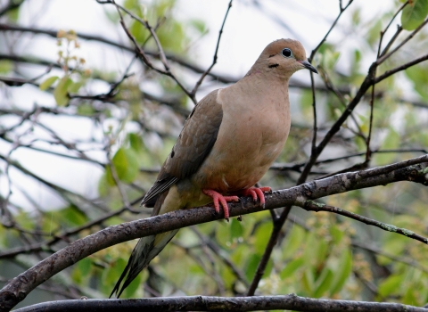 a mourning dove perched on a tree branch