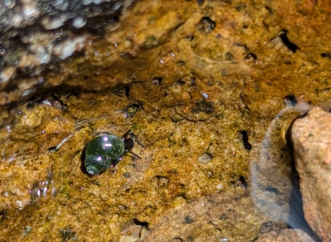 Through calm, clear waters, an emerald-green spiral springsnail is shown, sitting on a tan rock with holes.