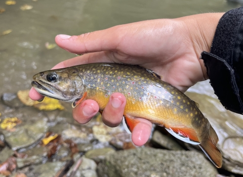 Image of hand holding brook trout next to stream