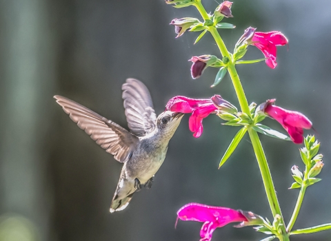 A black-chinned hummingbird is in flight as it is nectaring on big red sage plant.