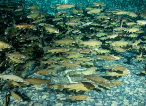 A school of tan and yellow Gila trout swim in a tank lined with rounded river stones.
