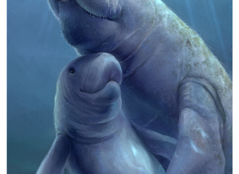 a painting of two manatees, a mother and a calf, swimming through the ocean.