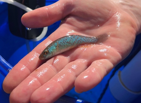 Bright blue Barrens topminnow male in hand