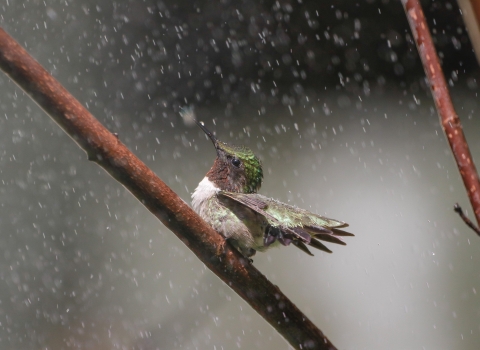 A hummingbird perches on a branch, looking delighted in the rain.