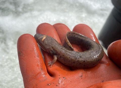Common Mudpuppy at Norfork National Fish Hatchery