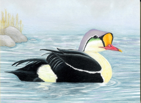 Painting of a King Eider duck