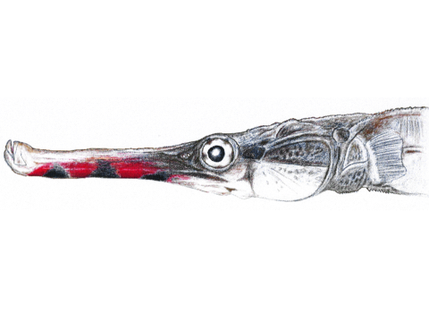 sketch of a fish with a tiny mouth, long snout and seahorse-type face