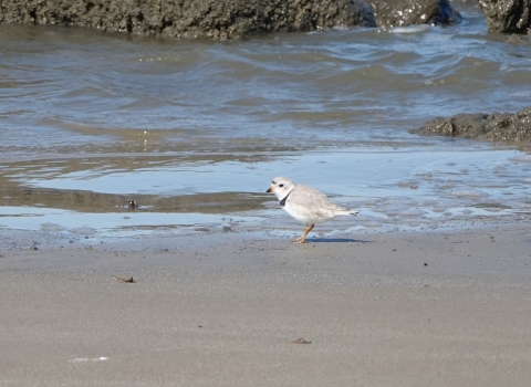 Piping plover walking on a Delaware bay beach