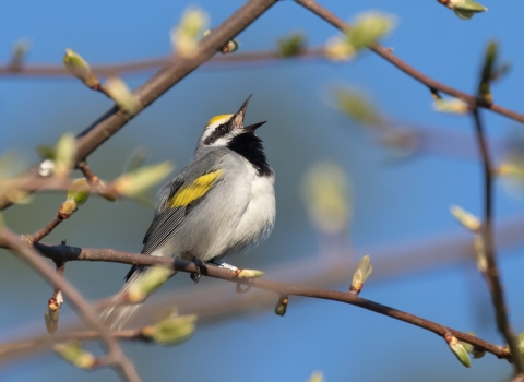 A golden-winged warbler singing from a tree branch