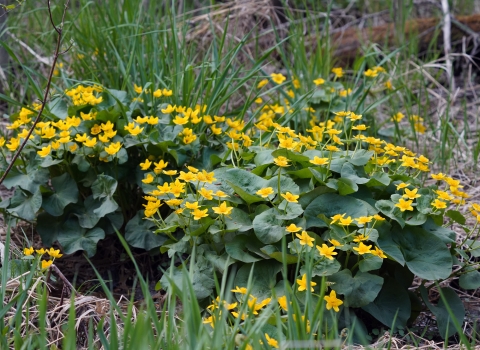 Yellow marsh marigold in bloom