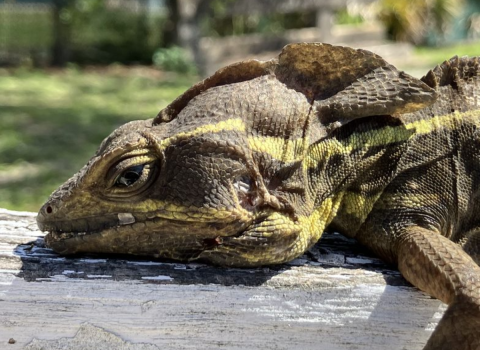 Brown Basilisk Lizard