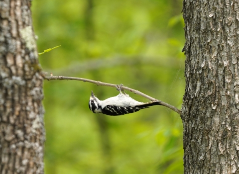 A female downy woodpecker hangs underneath a thin branch
