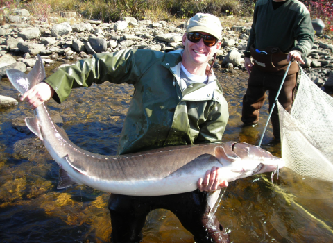 Biologist in waders holds a large adult sturgeon. 