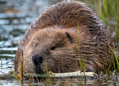 Beaver carrying a stick in mouth.