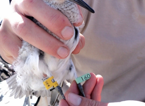 Biologist attaching a satellite leg tag to a Rufa Red Knot.