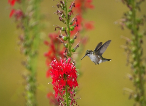 A ruby-throated hummingbird flies up to a bright red flower to investigate.