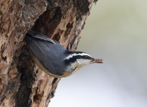 a golf-ball sized bird with a gray body and a black and white striped head removes wood debris from a tree cavity. 