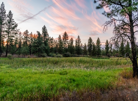 A wetland at Turnbull NWR during sunset