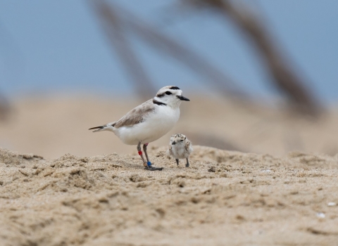 Threatened western snowy plover and chick at Huntington State Beach in California.