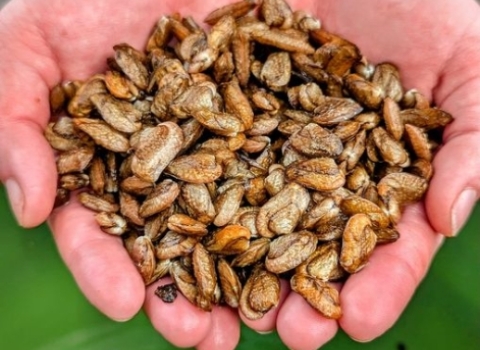 Image of 2 hands holding tan mussels.