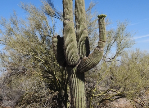 Saguaro cactus surrounded by other desert vegetation.