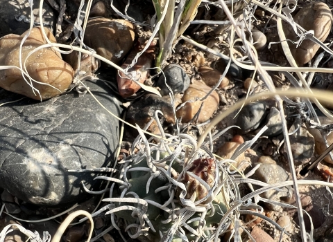A small, dark green and globe-shape cactus covered in long ribbon-like spines blends into the rocky landscape.