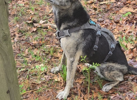 Sky, a working scent detection dog, signals her handler after locating a target scent (bat guano) during a training exercise. 
