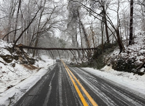 Tree across road in snow storm