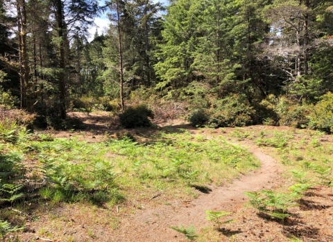 Cleared upland habitat for the seaside hoary elfin butterfly with recently planted kinnikinnick seedlings that serve as the butterfly's host plant