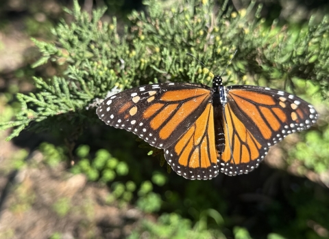 Female monarch butterfly with radio telemetry transmitter attached its to back in the central California coast