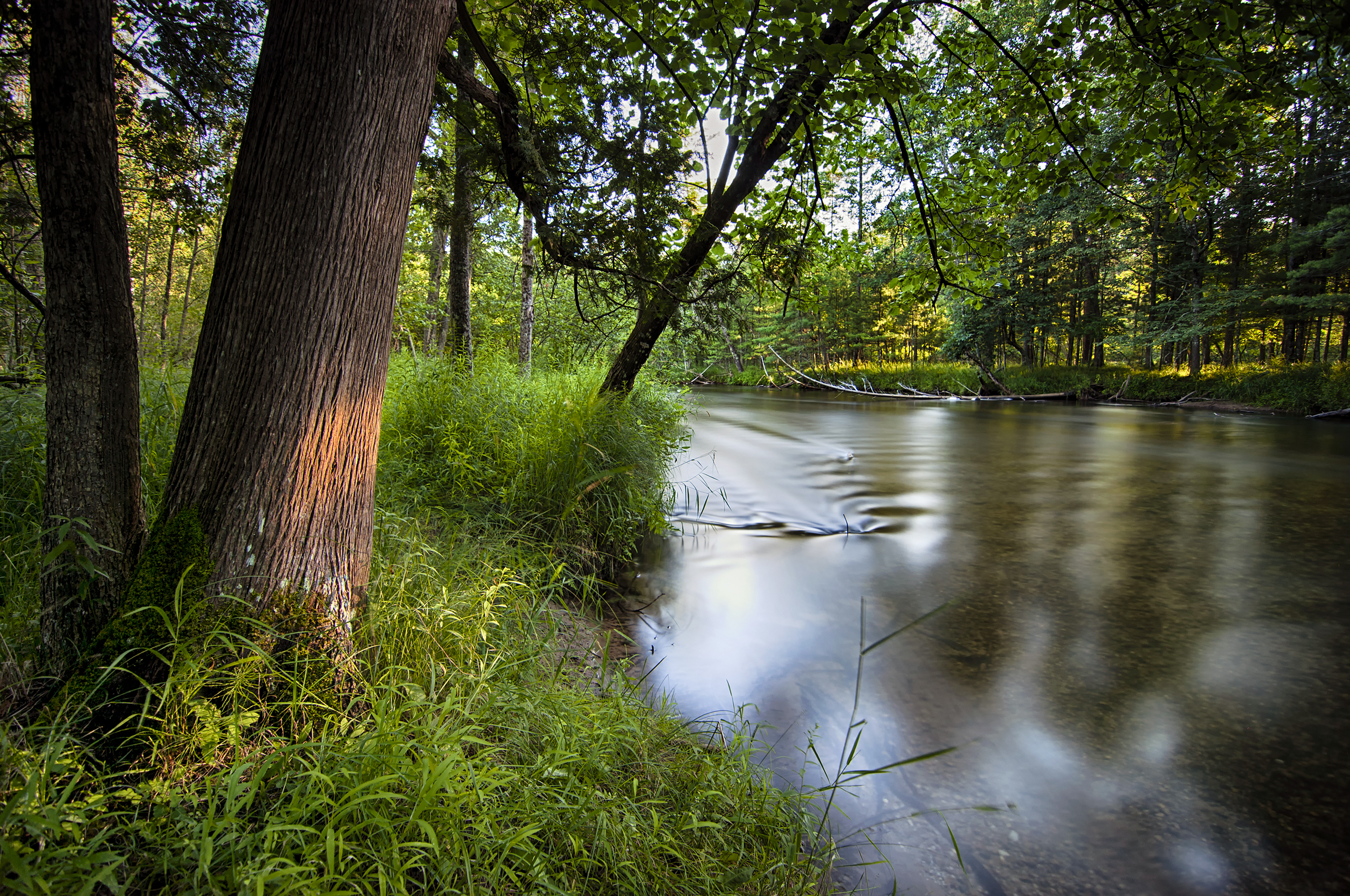 The wooded Pere Marquette River in Michigan