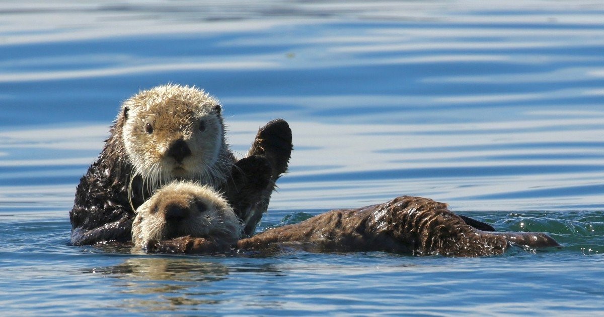 Two sea otters in a blue calm ocean. One appears to be waving it's left paw as if to say hello.