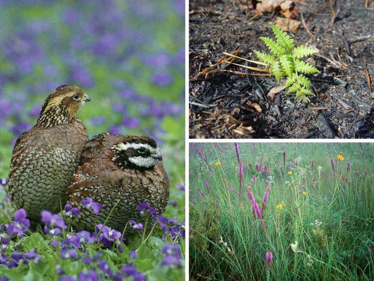 A three image collage, one with two birds surrounded by purple flowers, a fern emerging from dark organic soil, and colorful, flowering grasses