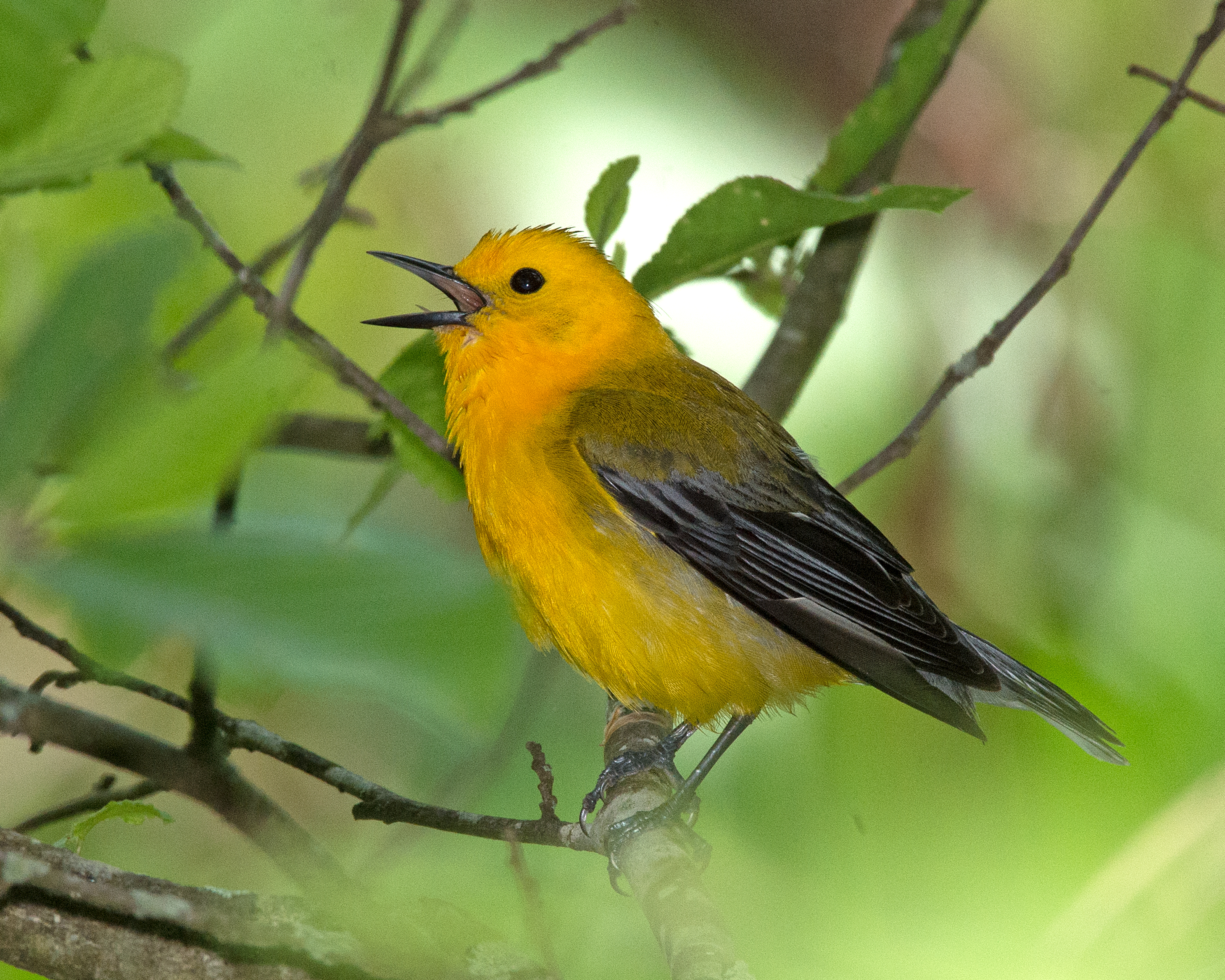 A Prothonotary Warbler singing at Occoquan Bay NWR.