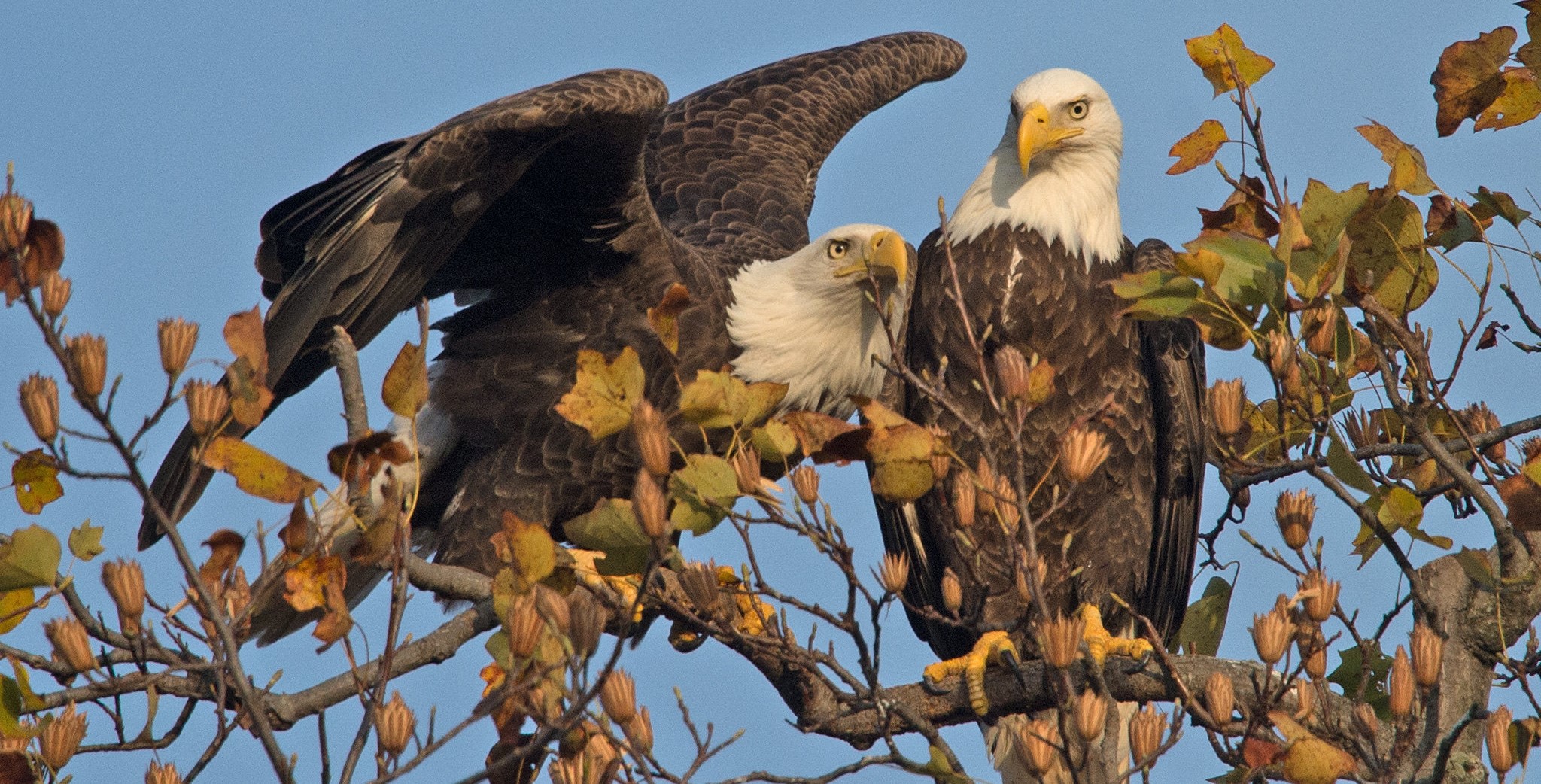 Bald eagle pair at Mason Neck NWR | FWS.gov