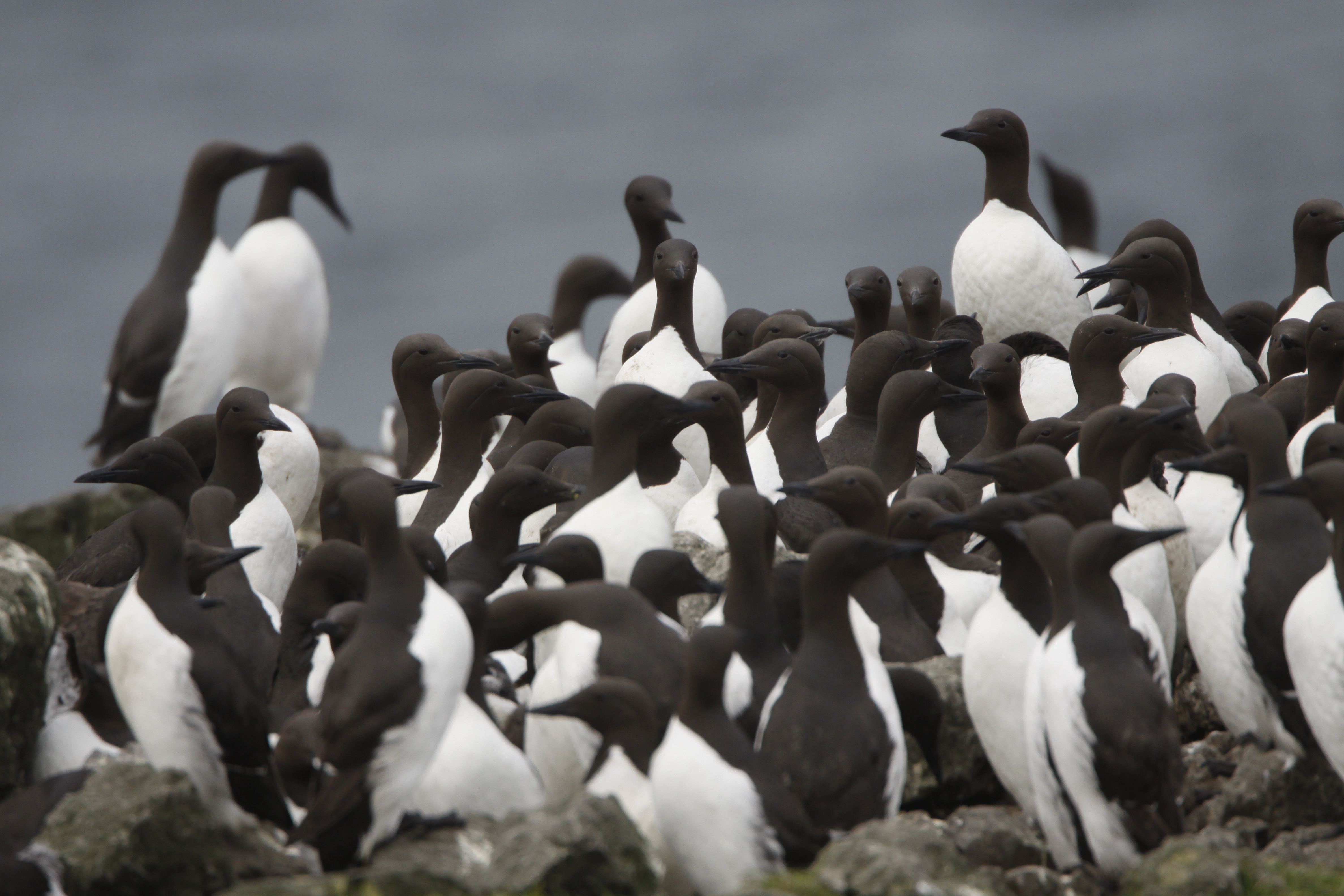 Common Murre By Ram Papish (2).JPG | FWS.gov
