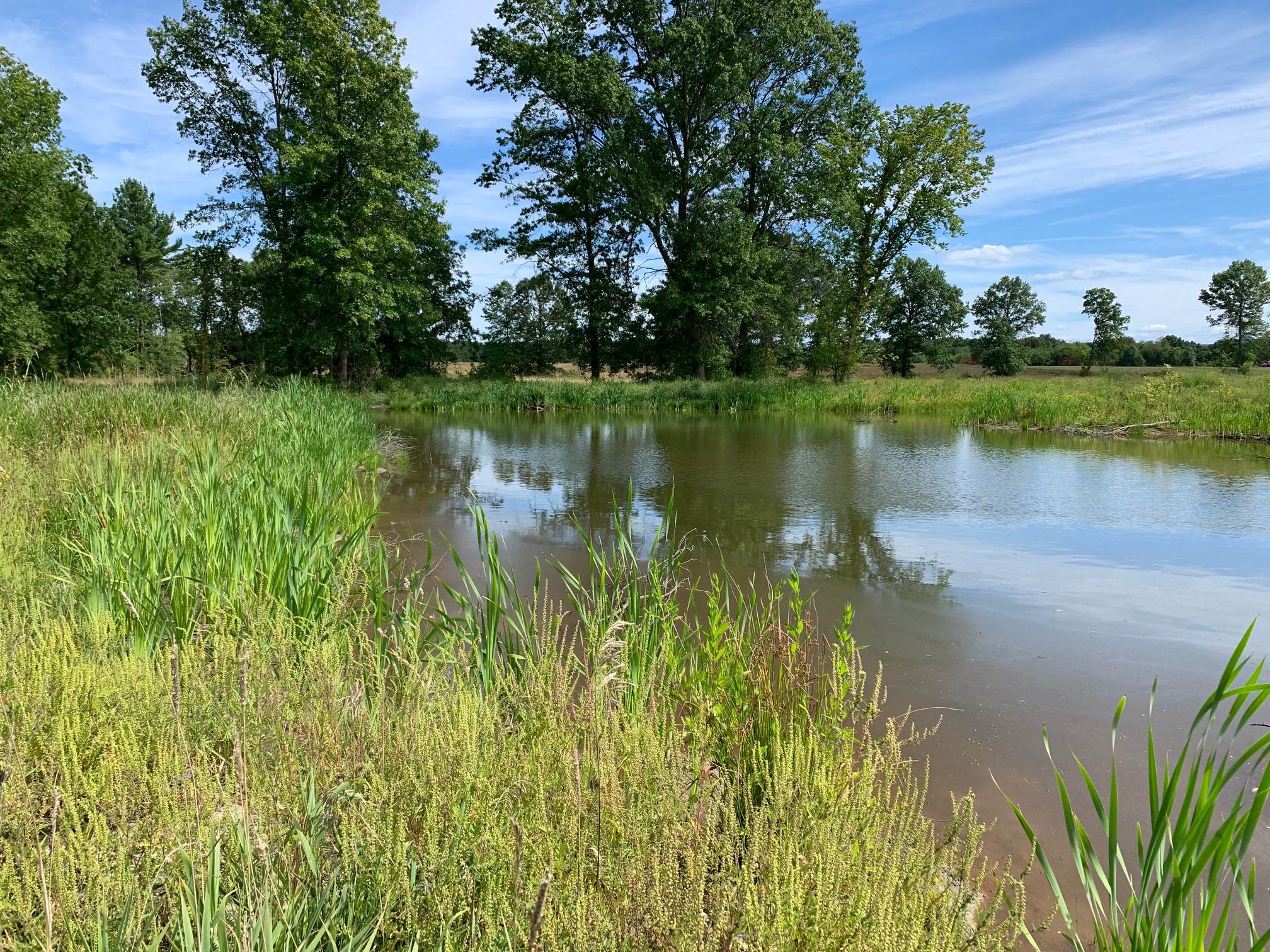 Wetland at Fort River Division