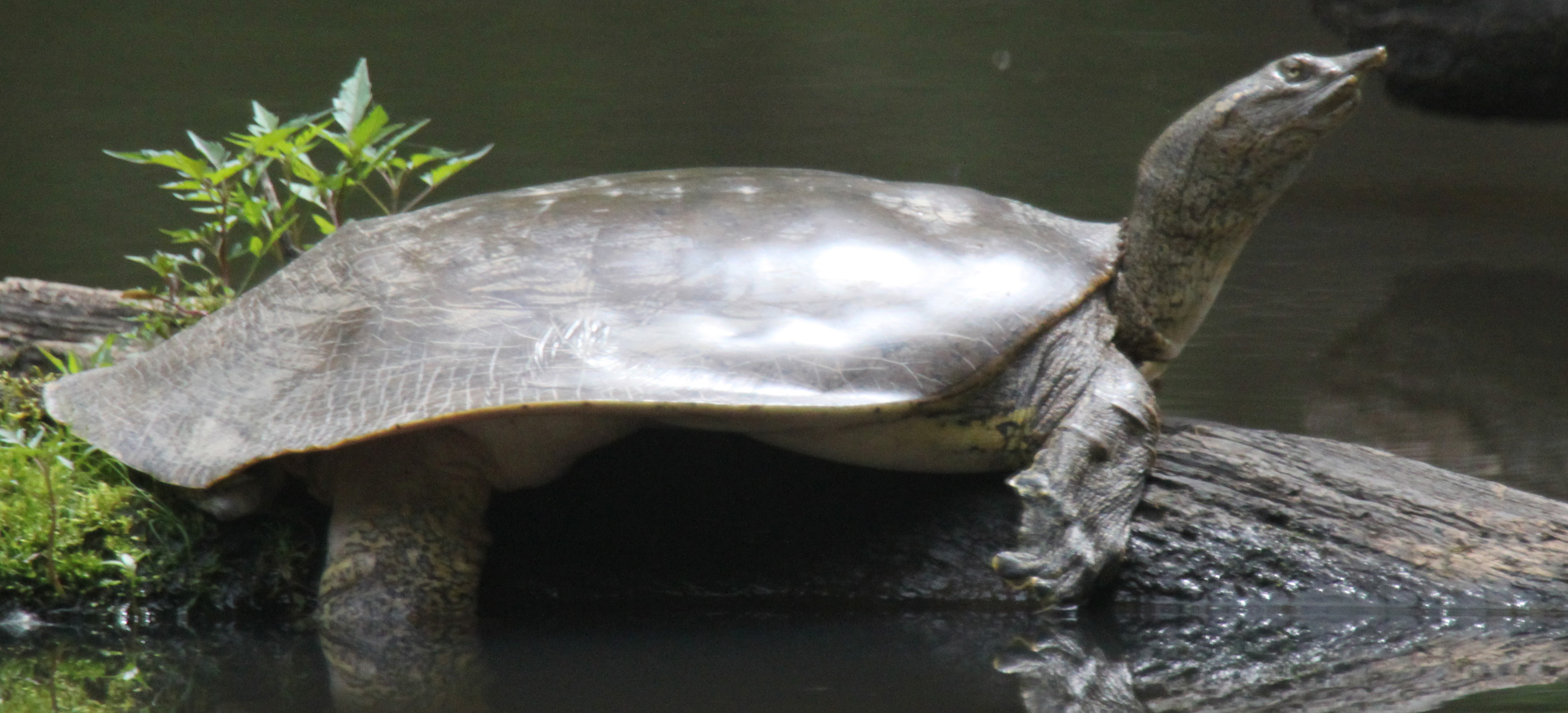 Spiny soft-shelled turtle basking on a log at Missisquoi NWR