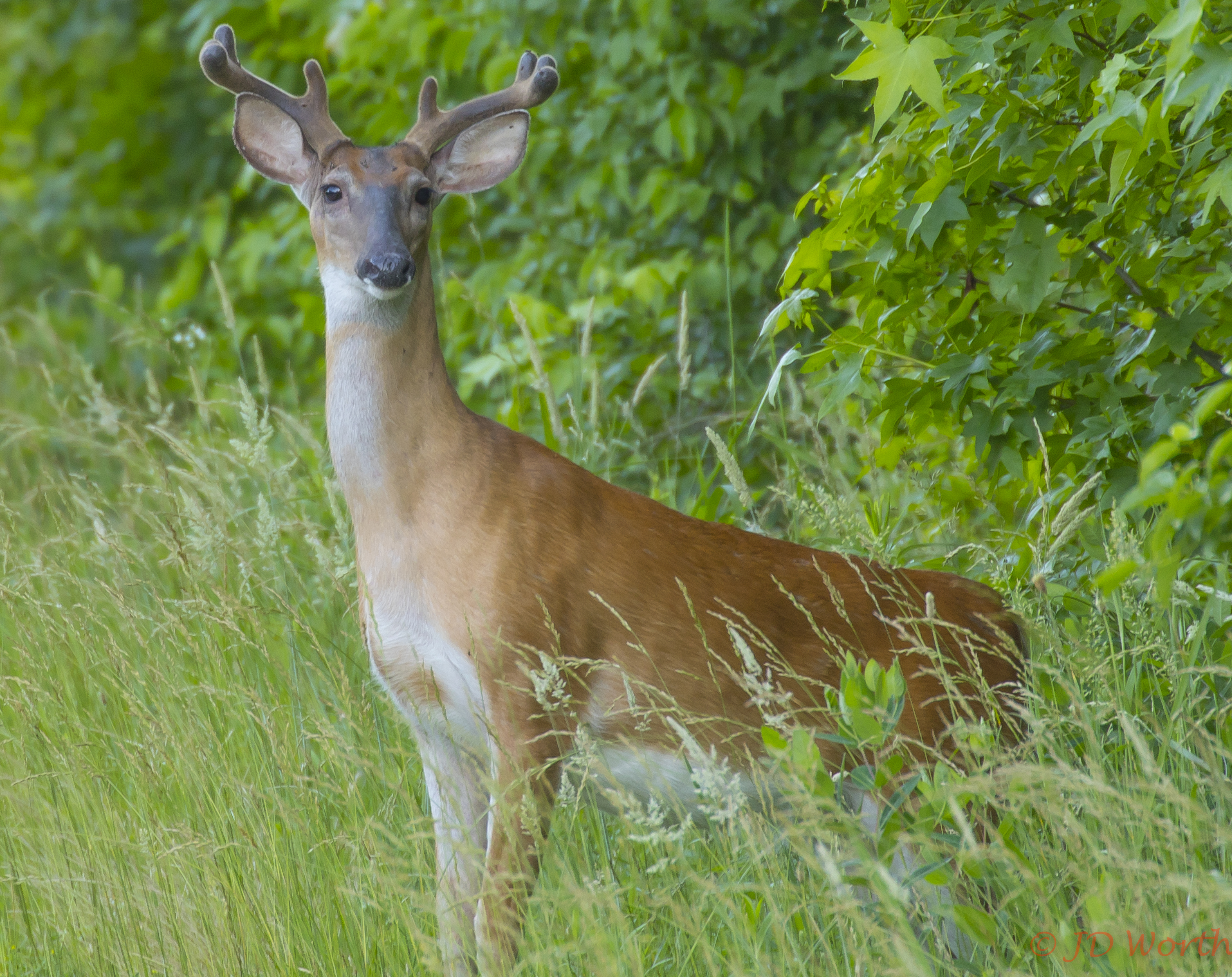 A buck at the Potomac River NWRC